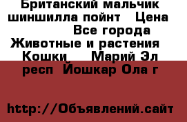 Британский мальчик шиншилла-пойнт › Цена ­ 5 000 - Все города Животные и растения » Кошки   . Марий Эл респ.,Йошкар-Ола г.